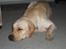 Labrador retriever Max - hmm en dejlig lille lur