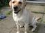 Labrador retriever Max