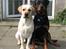 Labrador retriever Max - søskende kærlighed