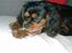 Cavalier king charles spaniel Pultz's Soya (Bailey)