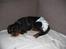 Cavalier king charles spaniel Pultz's Soya (Bailey)