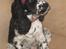 Cocker spaniel Sascha - Sascha 12 uger