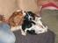 Cocker spaniel Sascha - Her er jeg med en veninde / reservemor