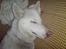 Siberian husky Nala 