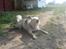 Siberian husky Nala 