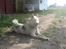 Siberian husky Nala 