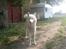 Siberian husky Nala 