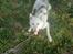 Siberian husky Nala 