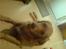 Golden retriever Dino