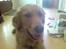 Golden retriever Dino