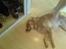 Golden retriever Dino