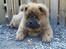 Chow chow tajo R.I.P