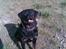 Rottweiler Shakur Kongen *Rip* - *NYT*