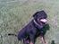 Rottweiler Shakur Kongen *Rip* - Hva laver du moar?