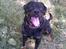 Rottweiler Shakur Kongen *Rip* - kan man andet end elske mig??