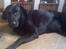 Blanding af racer Sheeba - sheeba ligger og er smuk