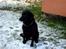 Blanding af racer Sheeba - Sheeba? I LOVE YOU<3
