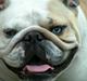 Engelsk bulldog Berta