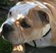 Blanding af racer Bertram Eng. Bulldog/SBT