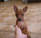 Dvaergpinscher Jeza