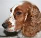 Welsh springer spaniel Debbie <33