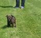 Staffordshire bull terrier Bandit (O:
