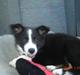 Border collie Collin