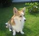 Welsh corgi pembroke Mickey