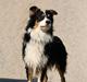 Australian shepherd Homer - Er flyttet :´-(