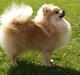Pomeranian Dolly
