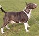 Bullterrier Molly +++R.I.P.+++