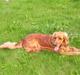 Cocker spaniel Mads