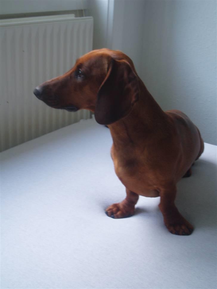 Gravhund Ruben - Ruben 13 måneder billede 8