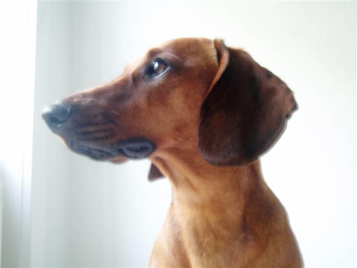 Gravhund Ruben - Ruben 14 måneder billede 9