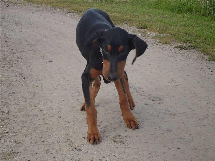 Dobermann Ana-bol billede 4