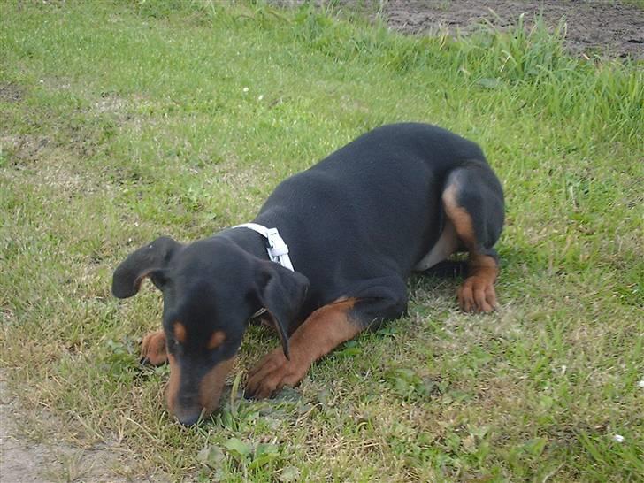 Dobermann Ana-bol billede 5