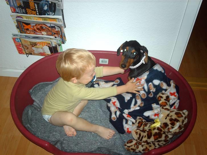 Dobermann Ana-bol - Hun kan ligeså godt vænne sig til børnene... billede 7