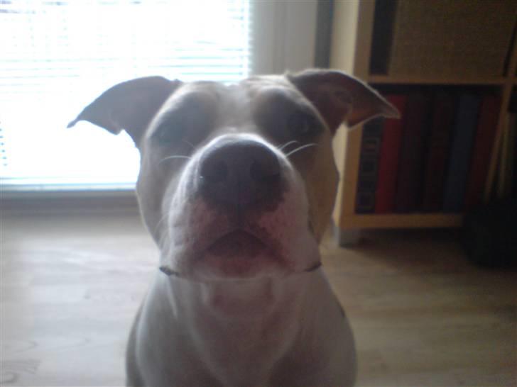 Amerikansk staffordshire terrier Princess Babe R.I.P.  :( - Babe 9 mdr billede 16