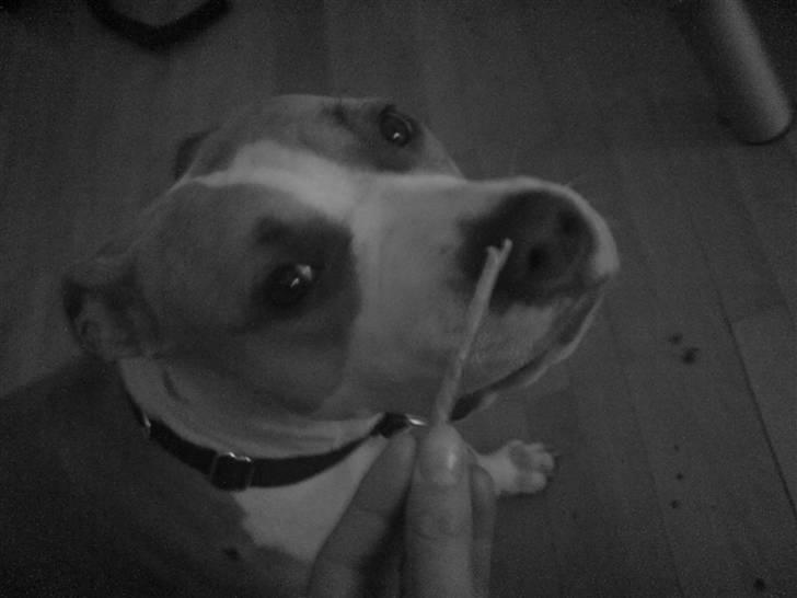 Amerikansk staffordshire terrier Princess Babe R.I.P.  :( - Babe 9 mdr.. Hun er lige ved at på en snack :) billede 17