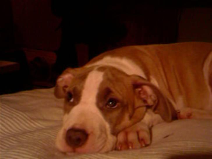 Amerikansk staffordshire terrier Princess Babe R.I.P.  :( - Lille Babe billede 18