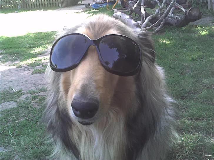 Collie langhåret Ariel | MIT ET&ALT <3 - 1) Velkommen til mit et&alt <3 Håber du nyder synet ;D billede 1