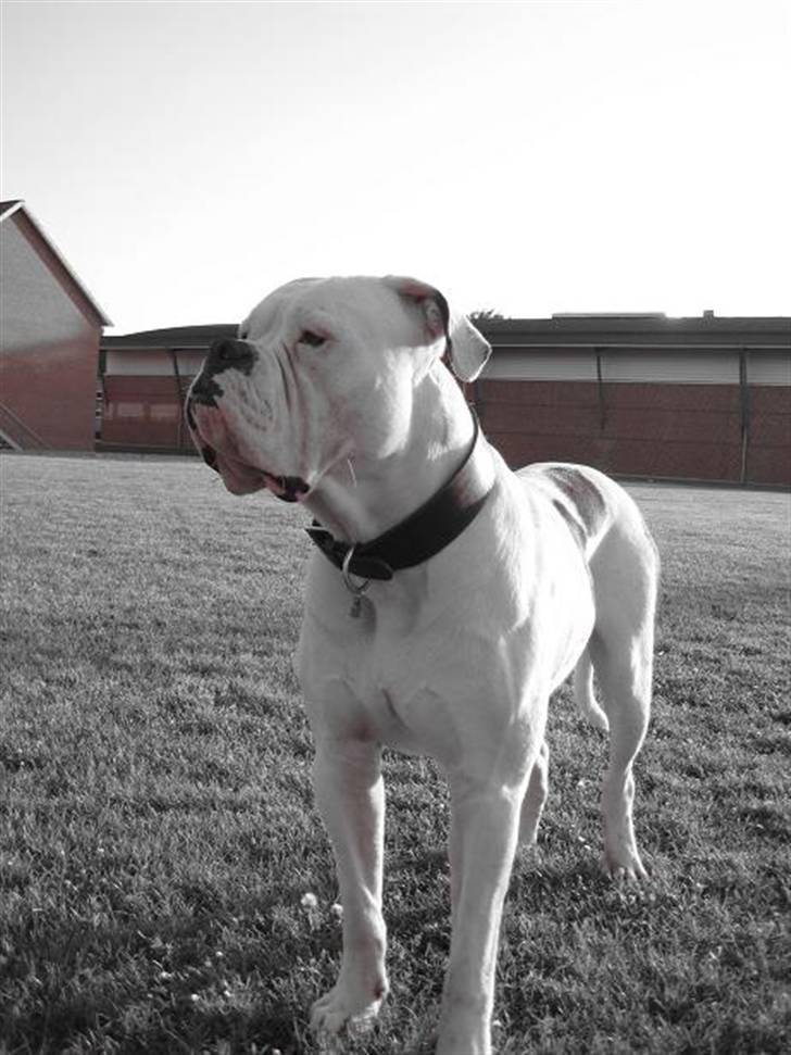 Amerikansk bulldog ben R.I.P 4/2-07-20/2-09 billede 2