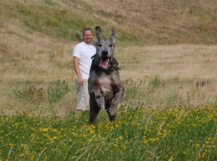 Grand danois Thor billede 12