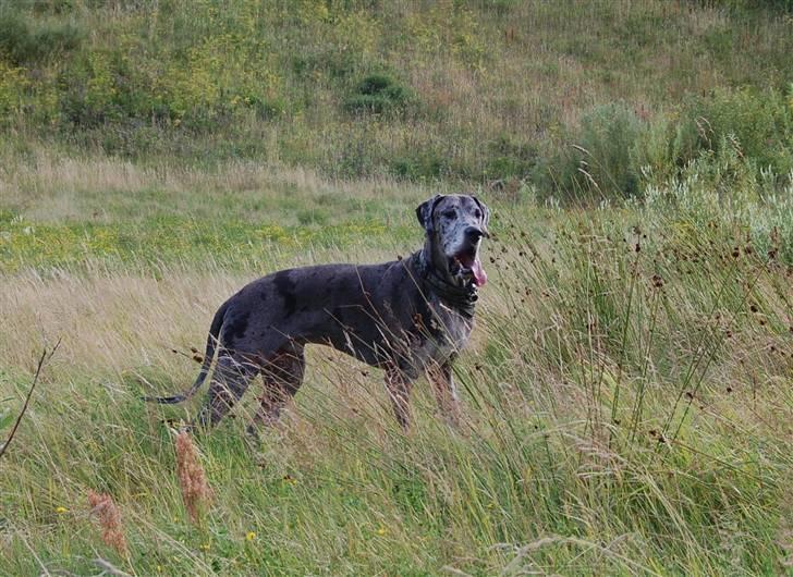 Grand danois Thor billede 13