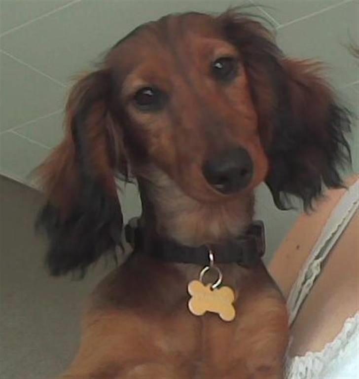 Dværggravhund Chivaz - Hej, hvad laver du? billede 1