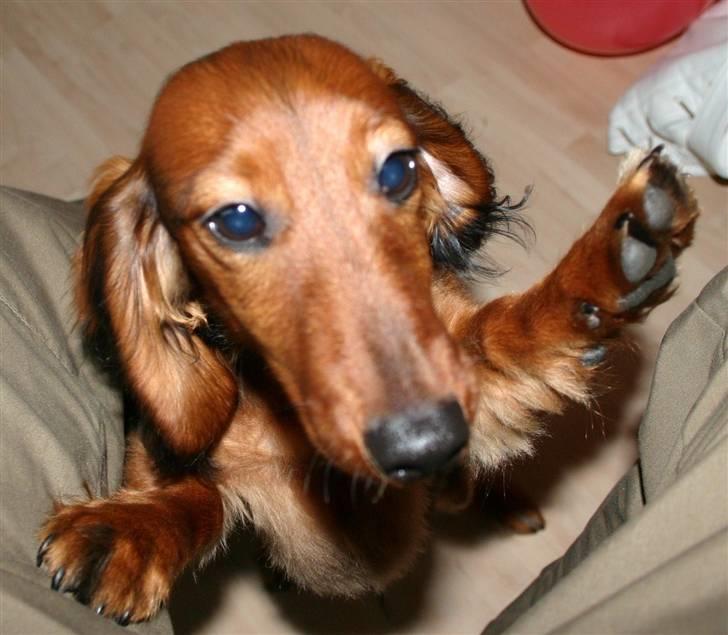 Dværggravhund Chivaz - Ta´ mig op billede 3