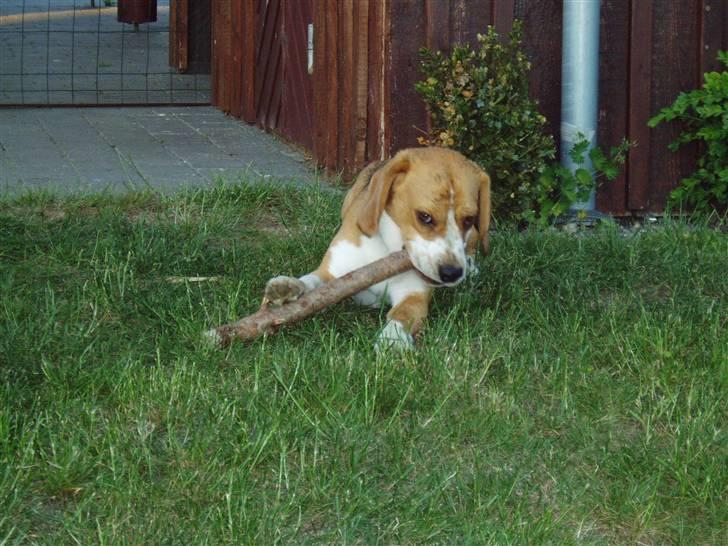 Beagle Brigade general Sofus  - flyt dig... det er MIN pind billede 2