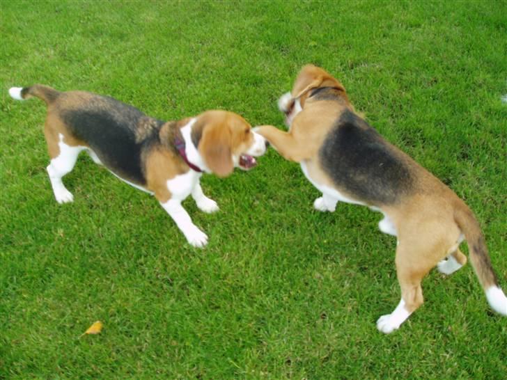 Beagle Brigade general Sofus  - der er gang i huset/haven når Herkules besøger mig! billede 6