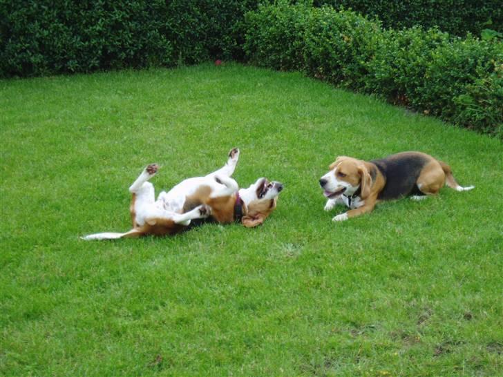 Beagle Brigade general Sofus  - gad vide hvad min ven Herkules "griner" af! billede 8