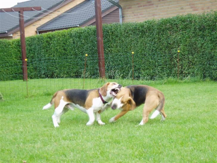 Beagle Brigade general Sofus  - Måske ser det ikke sådan ud, men vi er gode venner! (gid de gamle snart vil lade os mødes igen) billede 9